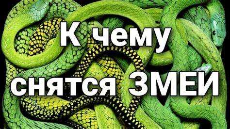 Змея в контексте отношений и общения