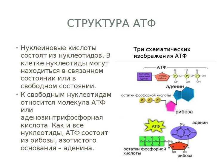 Переработанный текст с убранными повторами слов