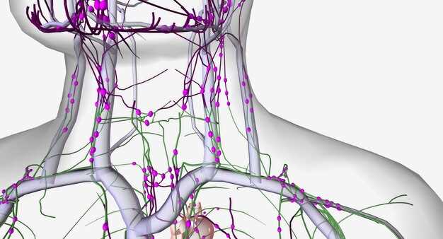 Лимфоидные фолликулы: образование и активность в реакции на инфекции