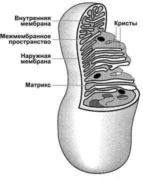 Структура митохондрий и ее функция