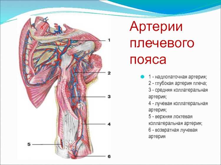 Методы визуализации сосуда руки