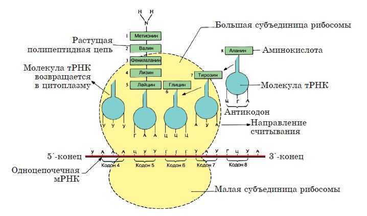 Роль