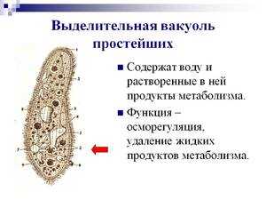 Влияние