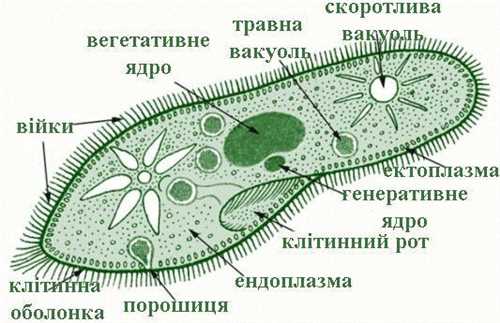 Основные