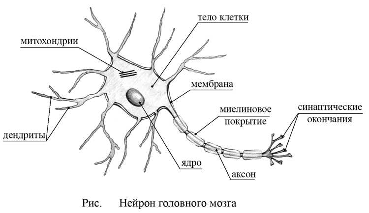 Сома нейрона: роль и функции клеточного тела