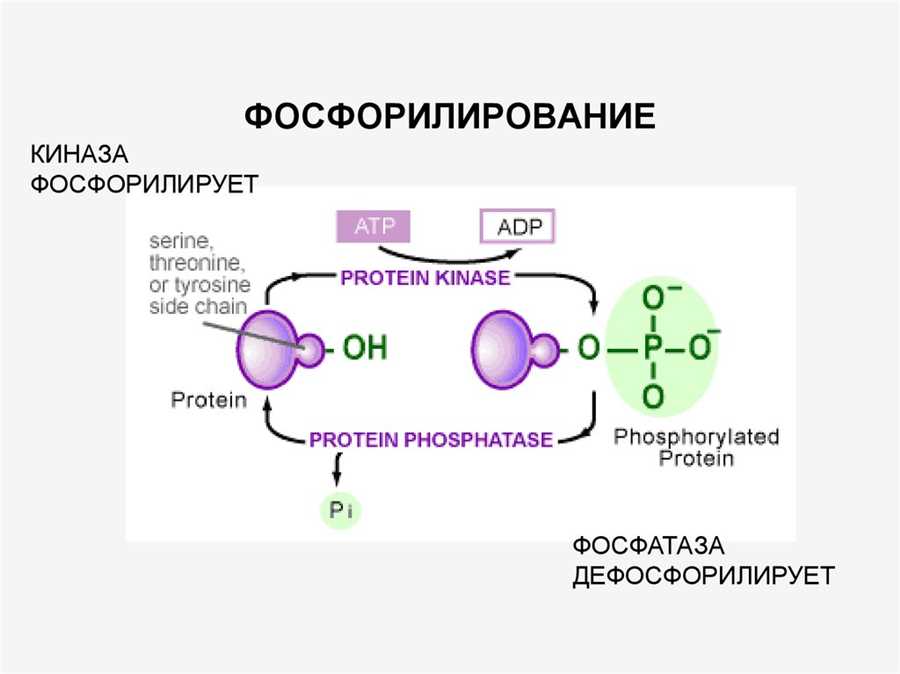 Ядро