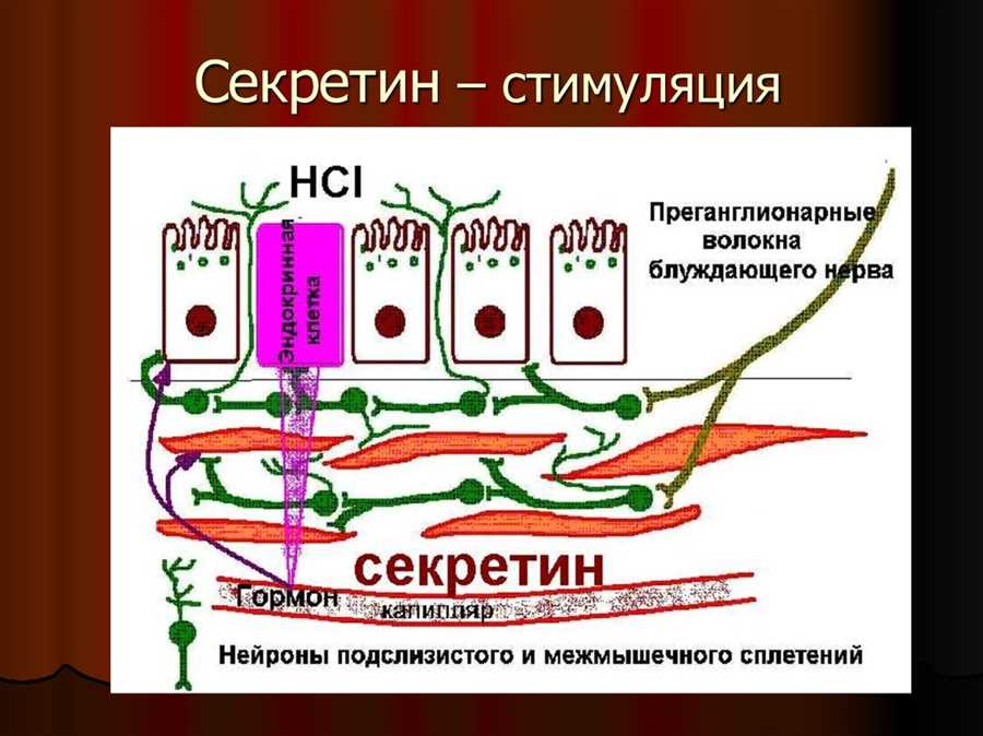 Энтероциты