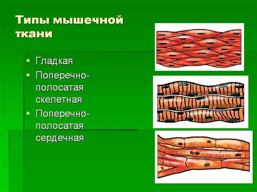 Мышцы
