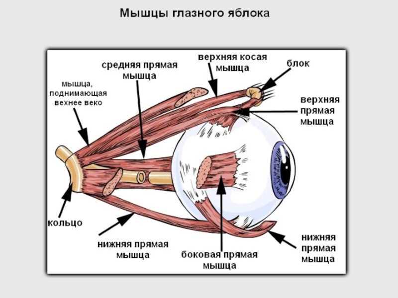 Роль