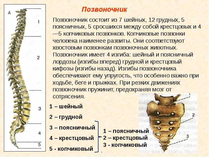 Вибрация