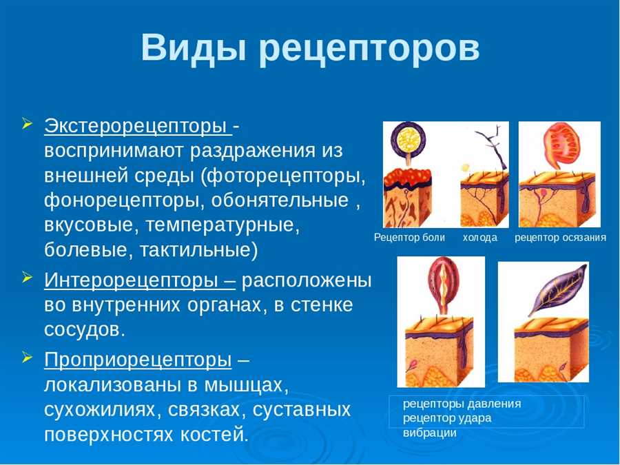 Рецепторы