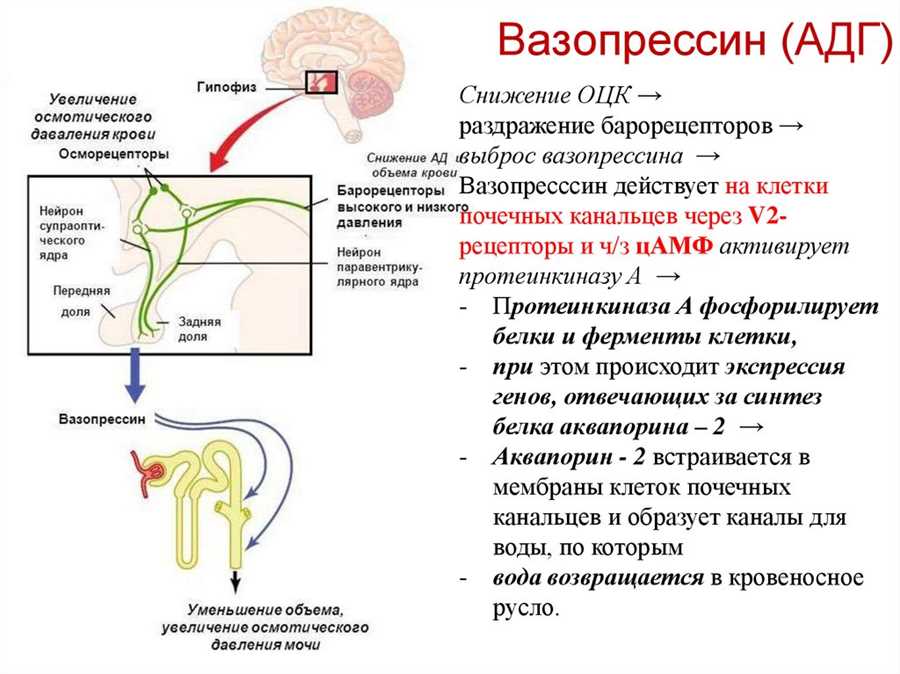 Вазопрессин
