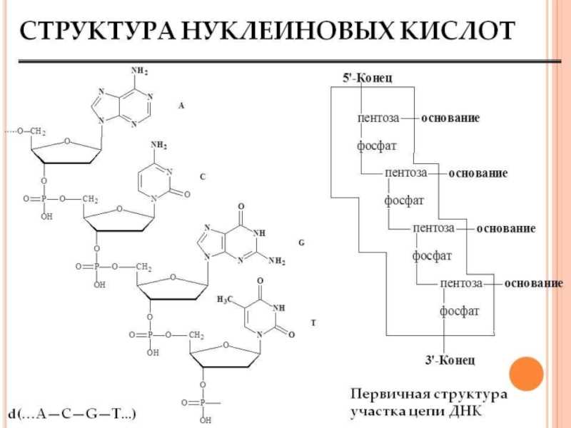 Ферменты