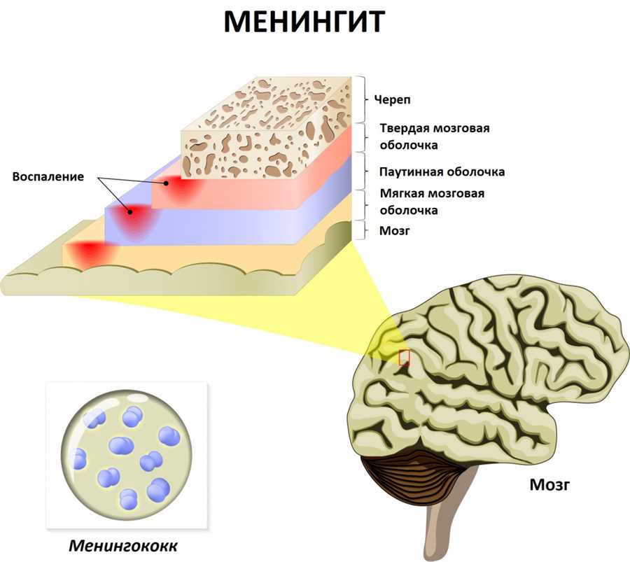 Мышцы
