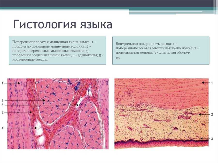 Особенности