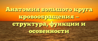 Анатомия большого круга кровообращения — структура, функции и особенности
