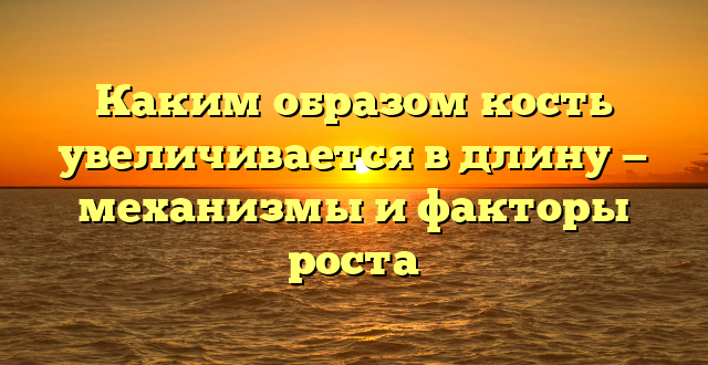 Каким образом кость увеличивается в длину — механизмы и факторы роста