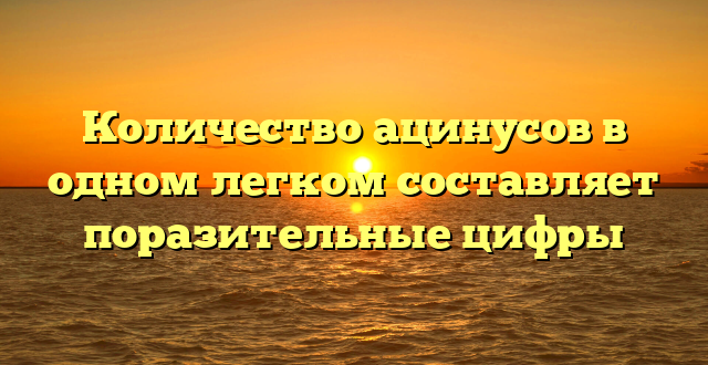 Количество ацинусов в одном легком составляет поразительные цифры
