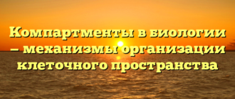 Компартменты в биологии — механизмы организации клеточного пространства
