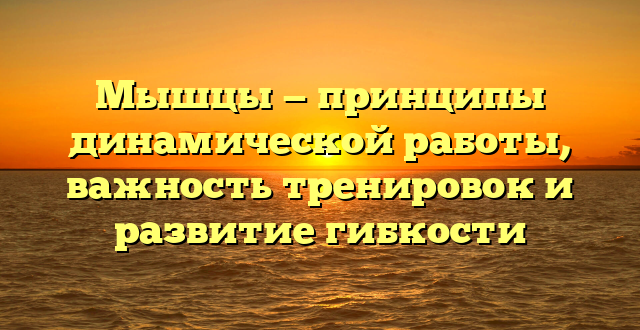 Мышцы — принципы динамической работы, важность тренировок и развитие гибкости