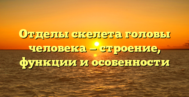 Отделы скелета головы человека — строение, функции и особенности