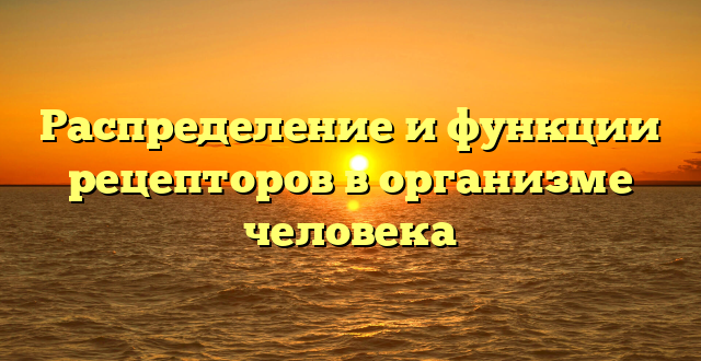 Распределение и функции рецепторов в организме человека