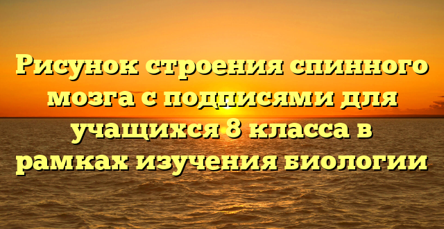 Рисунок строения спинного мозга с подписями для учащихся 8 класса в рамках изучения биологии
