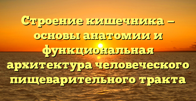 Строение кишечника — основы анатомии и функциональная архитектура человеческого пищеварительного тракта