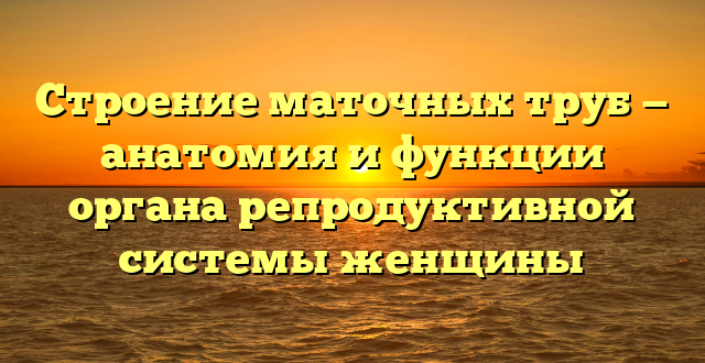 Строение маточных труб — анатомия и функции органа репродуктивной системы женщины
