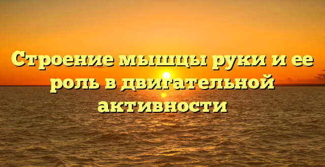 Строение мышцы руки и ее роль в двигательной активности