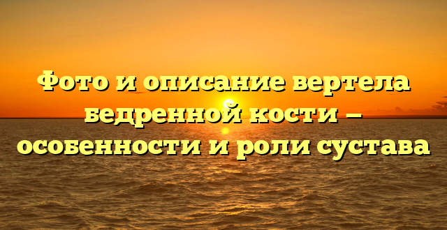 Фото и описание вертела бедренной кости — особенности и роли сустава