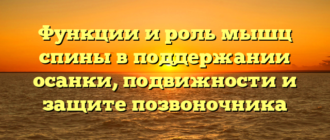 Функции и роль мышц спины в поддержании осанки, подвижности и защите позвоночника